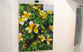 Gallery - 16