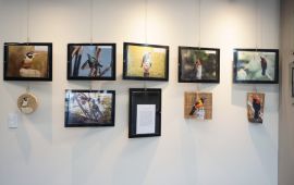 Gallery - 5