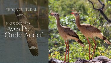 Homenagem às aves do Cerrado marca edição de junho da Terça Cultural do Adufg-Sindicato