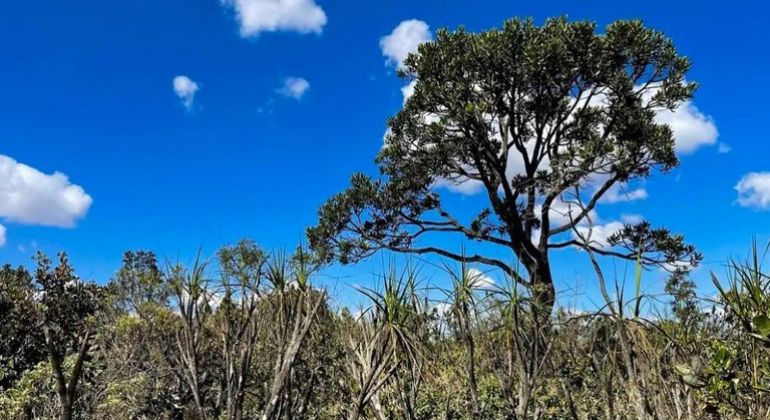 Universidades se unem para promover medidas de preservação do Cerrado